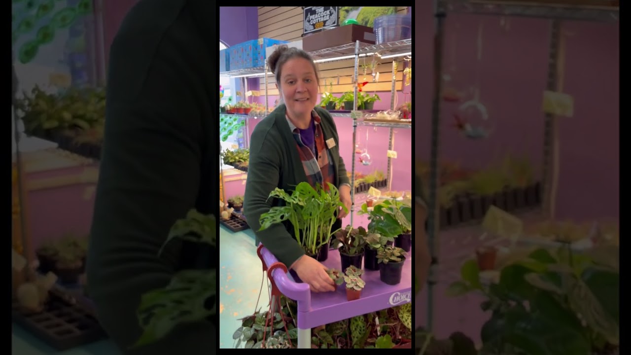 SALE this week! Part 1 preview of plants on sale Wednesday-Saturday to finish out February 25-28