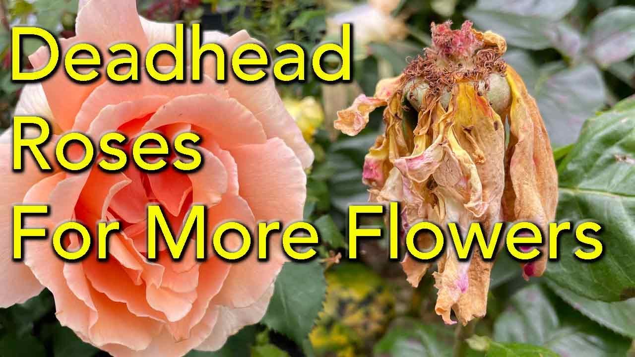 How to Deadhead Roses for More Flowers in 3 -5 Weeks