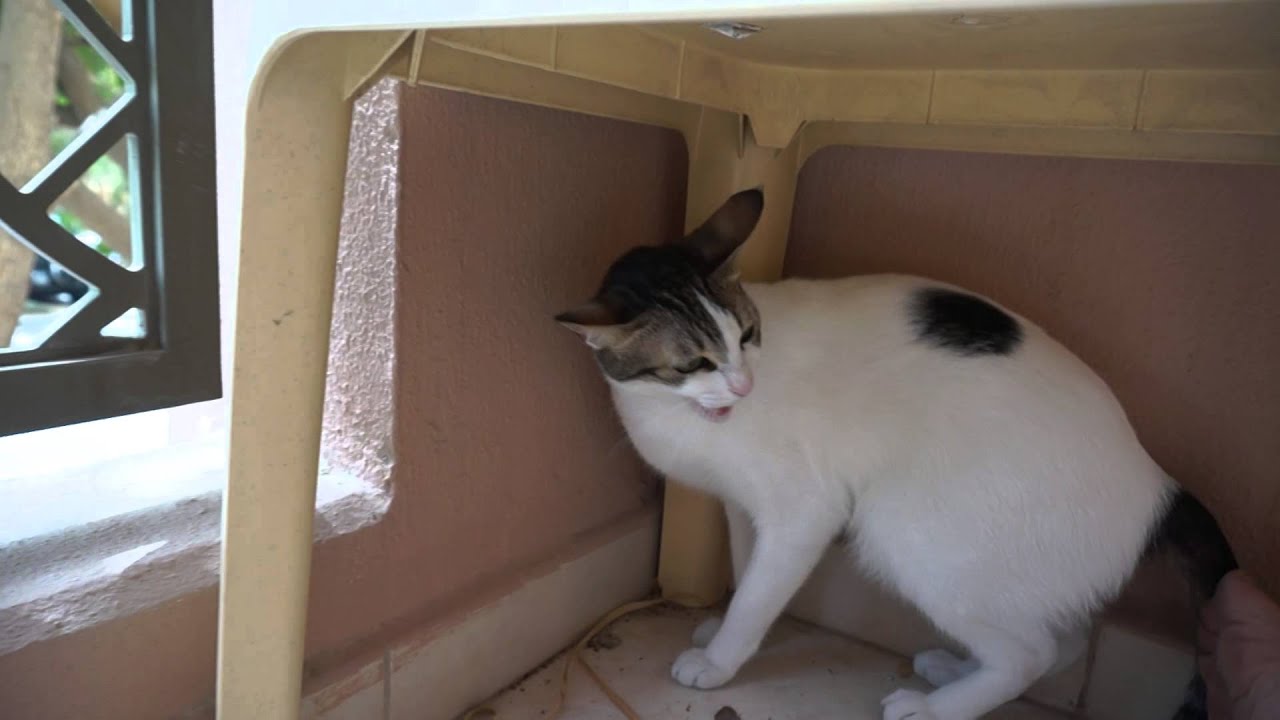 Very angry cat Bibi wants to sunbathe alone: She hisses, growls and tries to scratch!