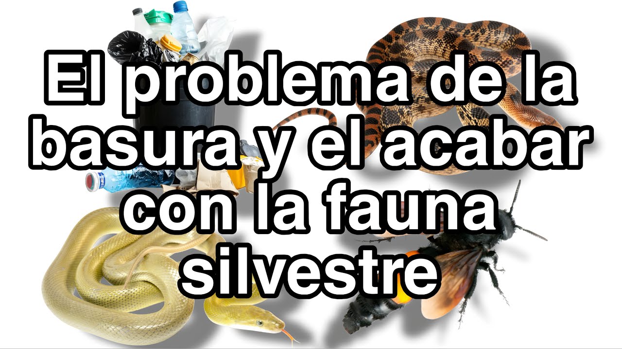 La problemática de la basura y el acabar con la fauna silvestre #fyp #medioambiente #guardabosques 