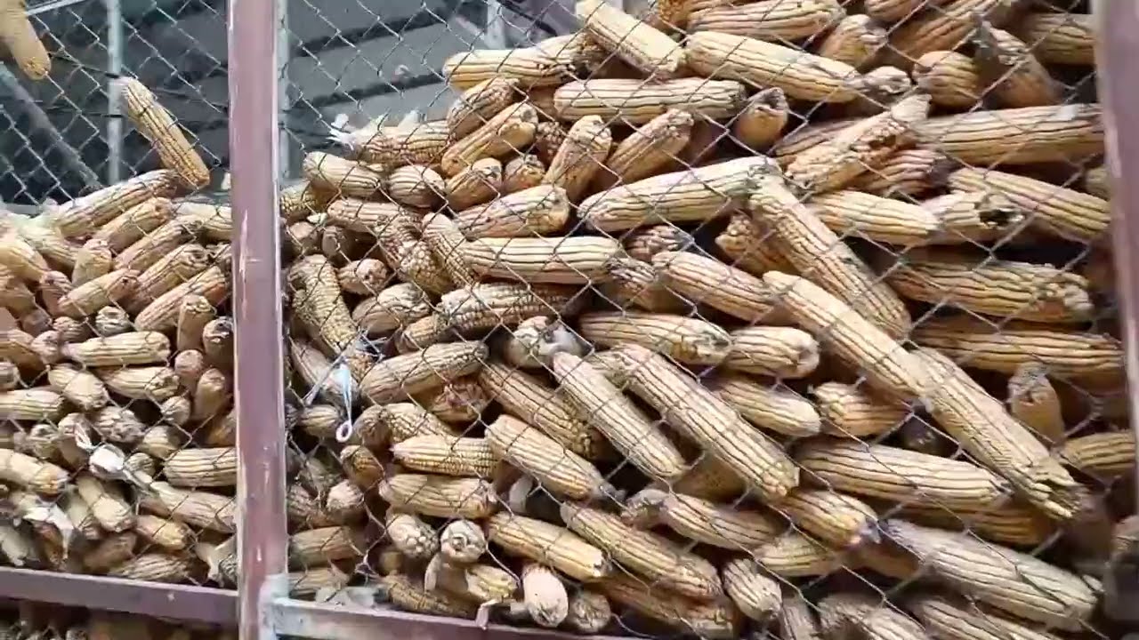 BERAC KUKURUZA CU IMATI UVEK