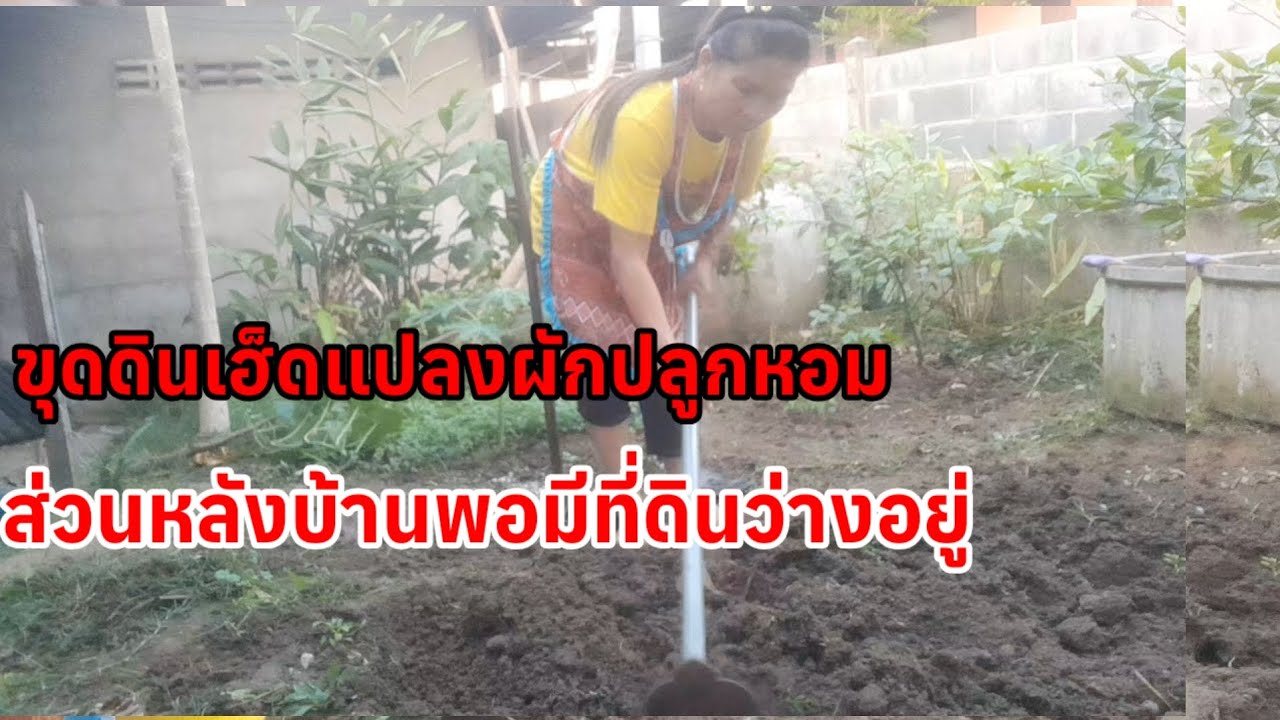 # ทำปลาร้าบองผัดสุกเสร็จรีบเข้าสวนกลัวมืด ยุงเยอะ ปลูกผักสวนครัวไว้หลังบ้าน