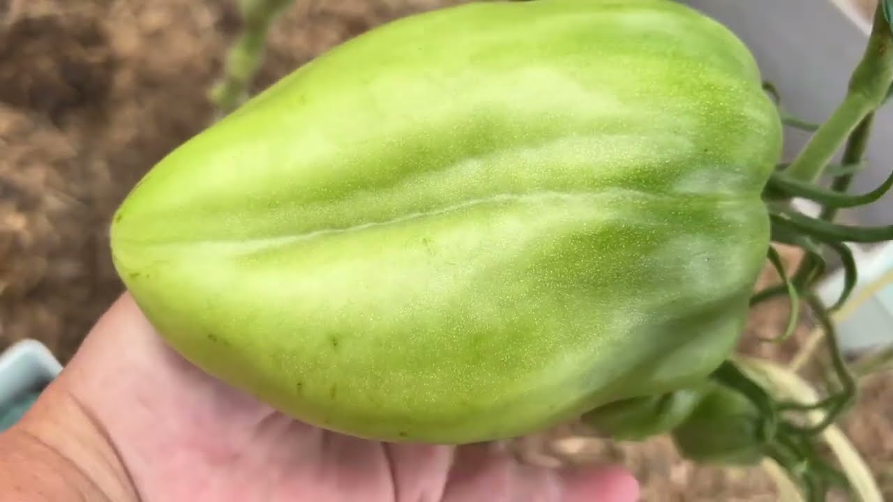 Помидорки 🍅, помидорище !!! 😭Плохо зреют , 7 августа в Уральской теплице,обзор сортов#обзортоматов