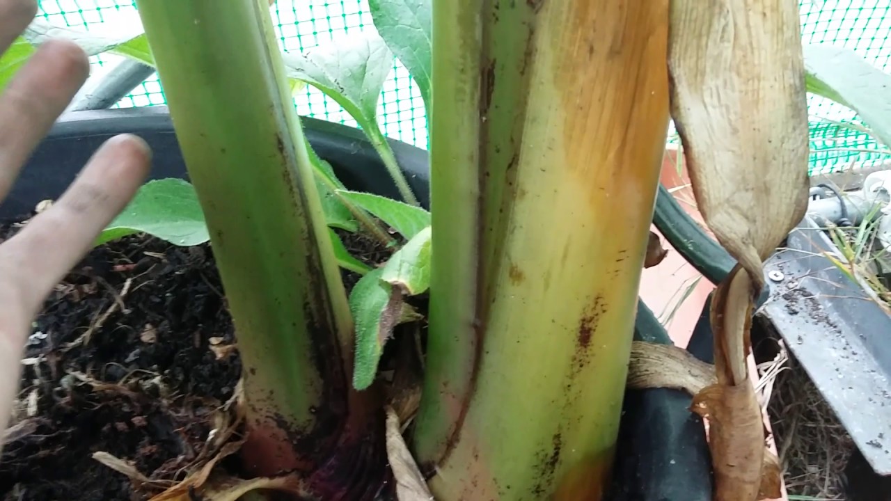 Growing Japanese Banana plant (Musa Basjoo) in the UK.