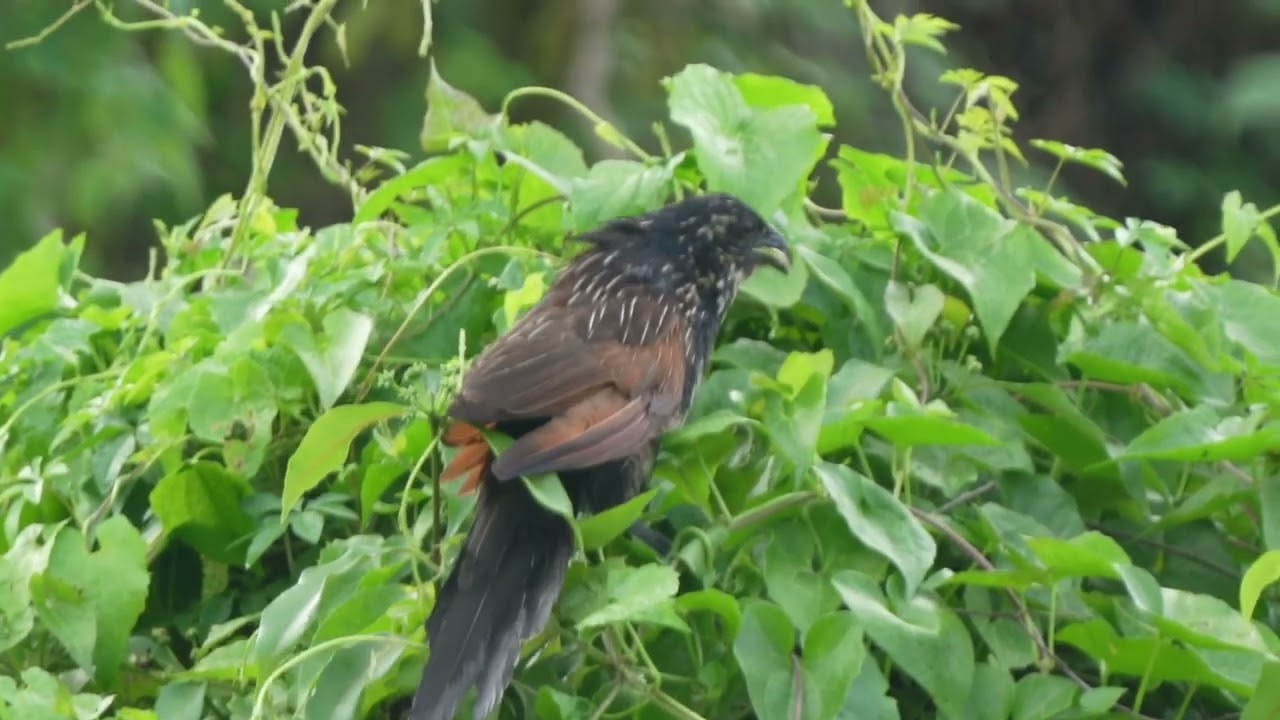 Lesser Coucal's call