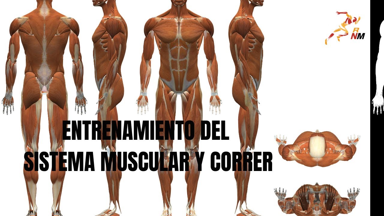 Entrenamiento del sistema muscular y correr