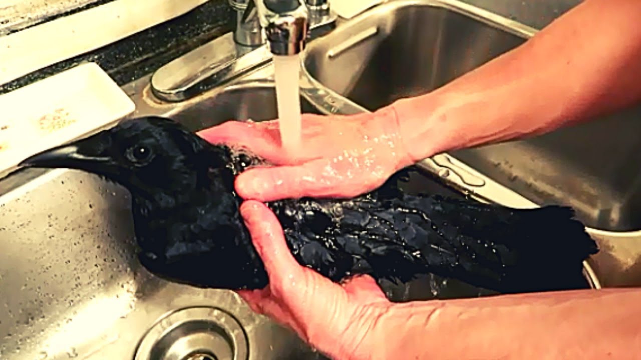 Pet Crow Shower and Nail Trim
