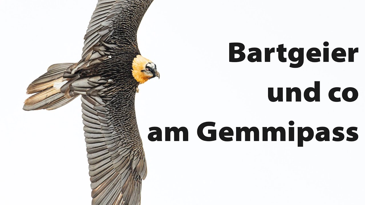 Am Gemmipass