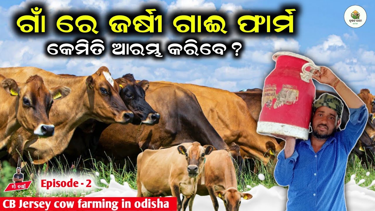 ଗାଁ ରେ କ୍ରସବ୍ରିଡ଼ ଗାଈ ଫାର୍ମ | How to start a new dairy farm in odisha 2024 | krushak sathi odisha