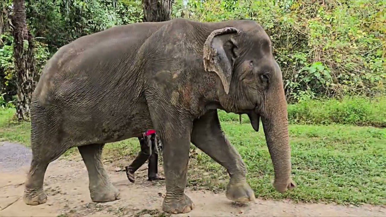 🐘 Wir waren sprachlos – diese Elefantenbegegnung im Dschungel von Khao Sok war unglaublich!