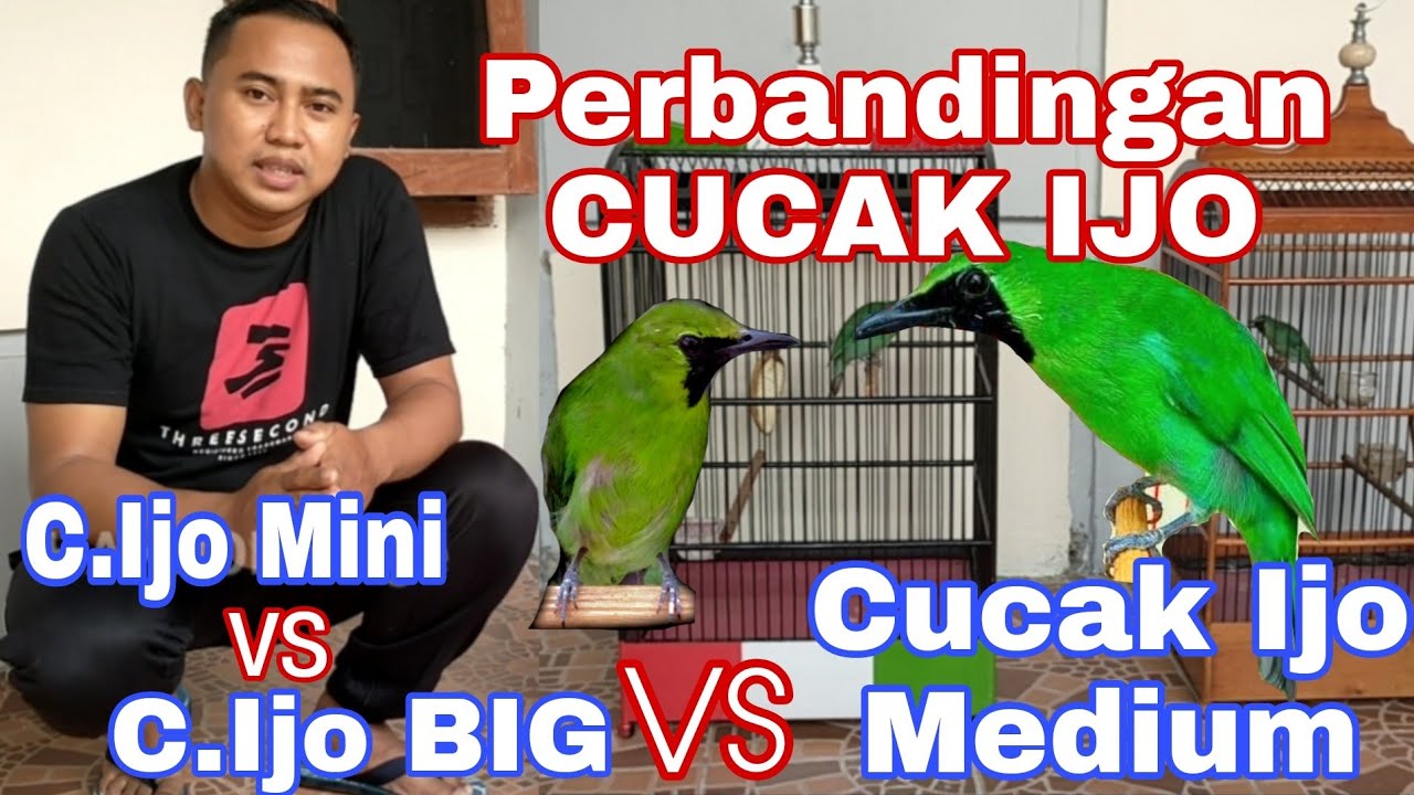 PERBANDINGAN CUCAK IJO MINI , CUCAK IJO BIG DAN CUCAK IJO MEDIUM.. BERDASARKAN UKURAN TUBUHNYA