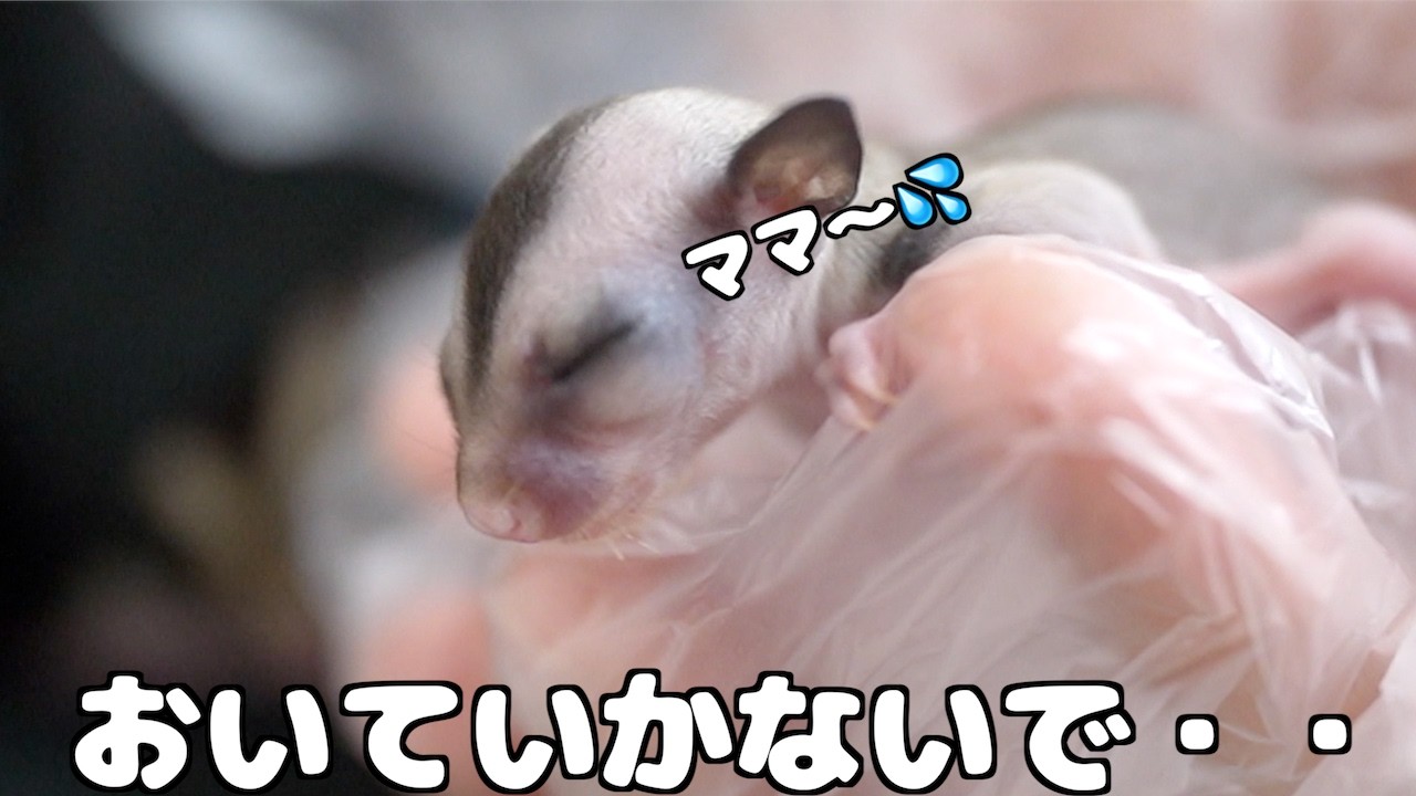 1人置いてきぼりにされたフクモモの赤ちゃん