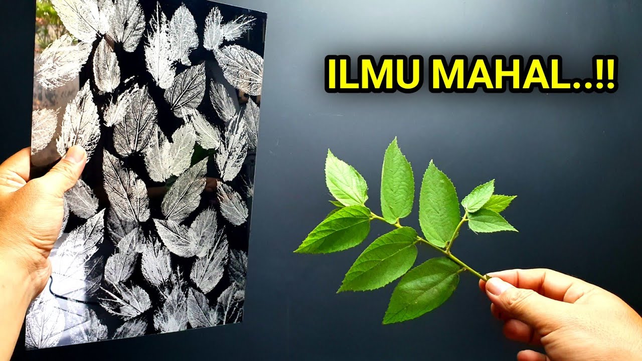 Gak disangka..!! Dari daun liar bisa menjadi karya seni hiasan dinding istimewa dan keren