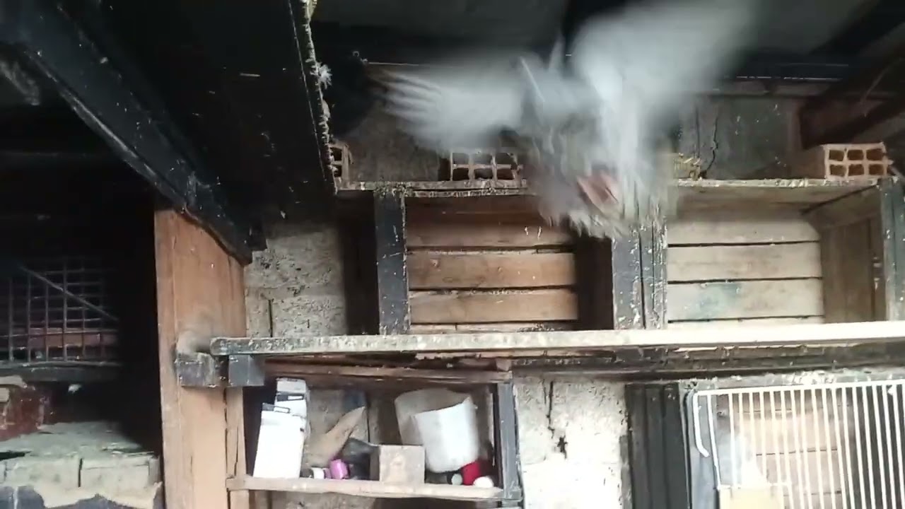 ادخل تولع في شنابر سيفيانوس لادرون 🌶️🔥 طوبي عنده 8شهور غرابي 8 اشهور قد قد هاد شنابر #pigeon 