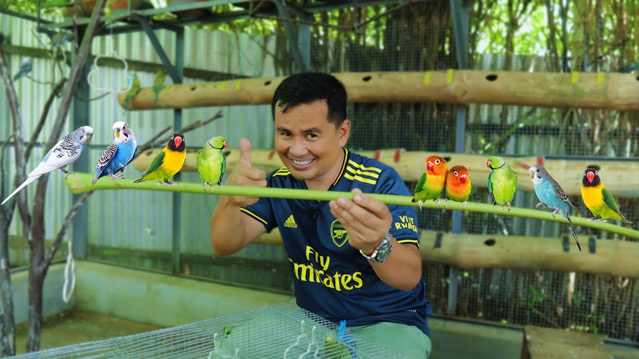 Amazing Modern Parakeet Farming Technique - Harvesting 30 Pairs of Parakeets - Colony Breeding