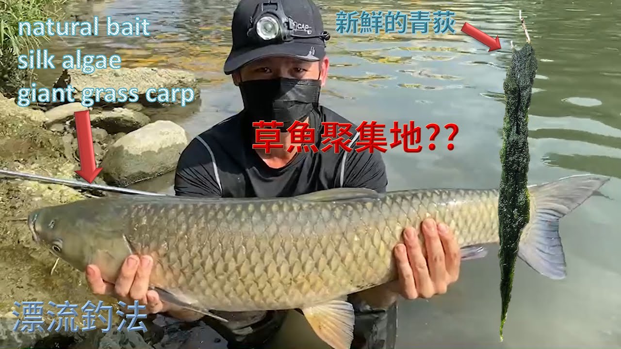草魚聚集地?? 用構樹果實也咬! 用青荻也咬! 還有一個魚池可以放魚??Catch giant grass carp with silk algae