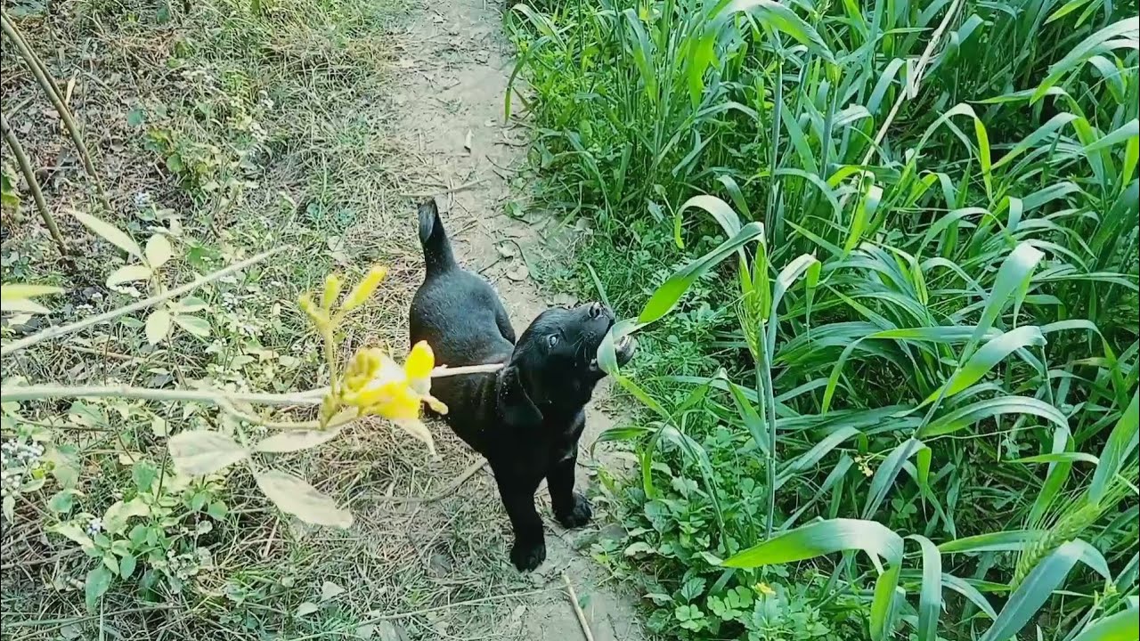 Lebrador puppy 🥰🐾#full watch vlog#petlover✨