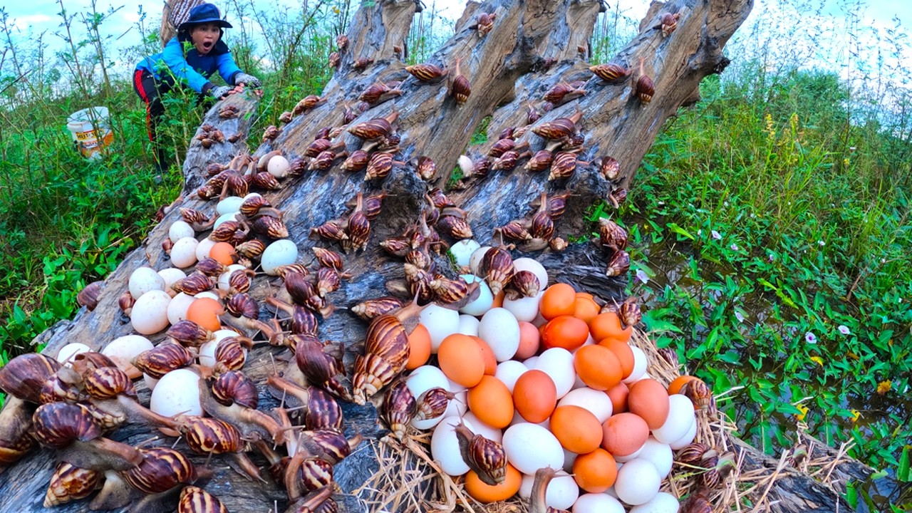 Nature's Secret: Collecting Hundreds of Giant Snails and Eggs