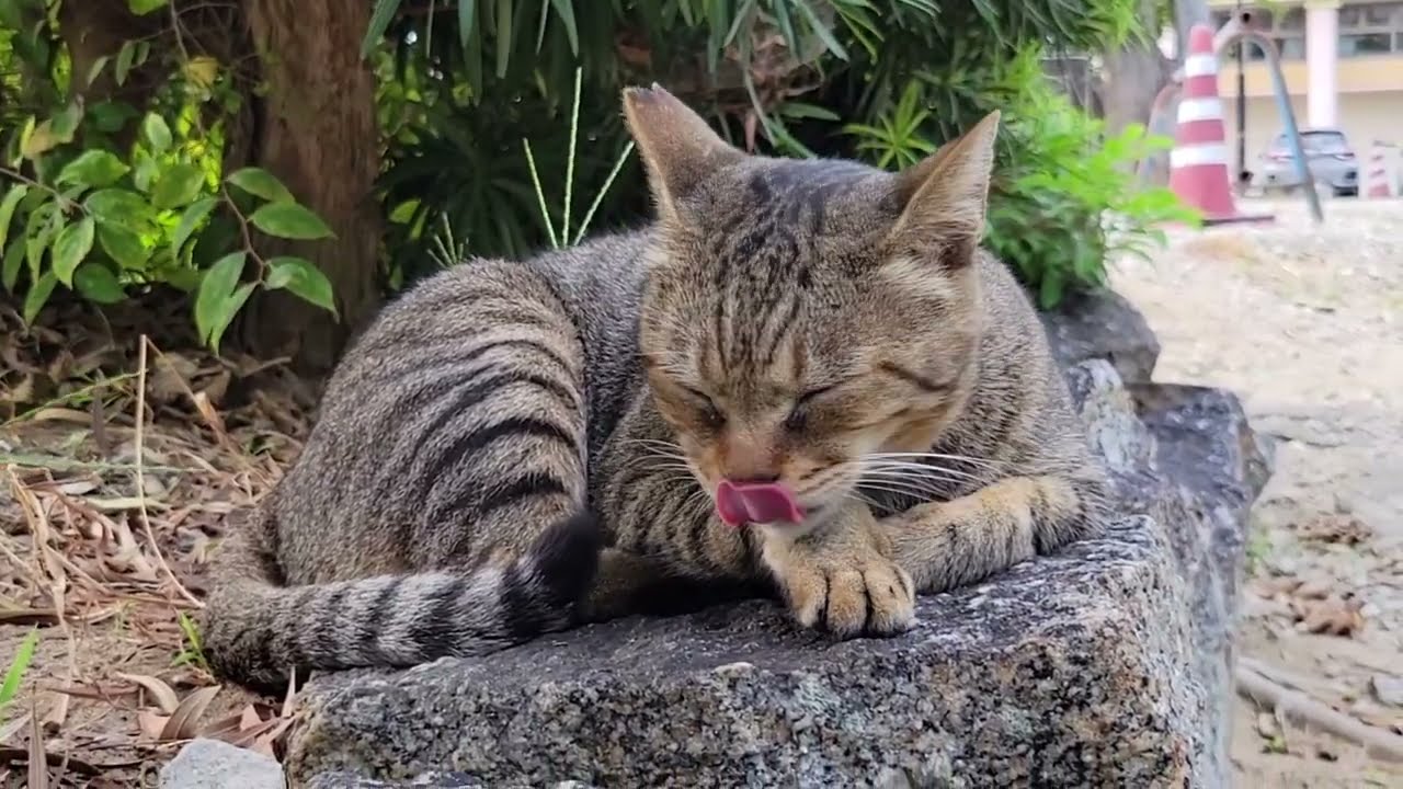 2025 10 02 さくら猫・地域猫④ みゅうちゃん、ララちゃん