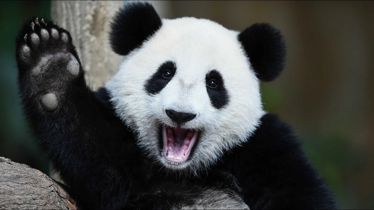 笑死人不偿命——中国国宝大熊猫的搞笑瞬间。