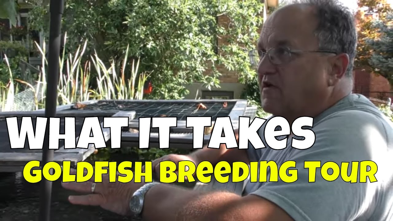A Fish Room Tour of One of the USA's Top Goldfish Breeders Fish Rooms