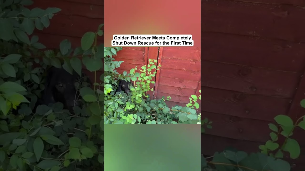 Part 2 - Golden Retriever Meets Completely Shut Down Rescue for the First Time