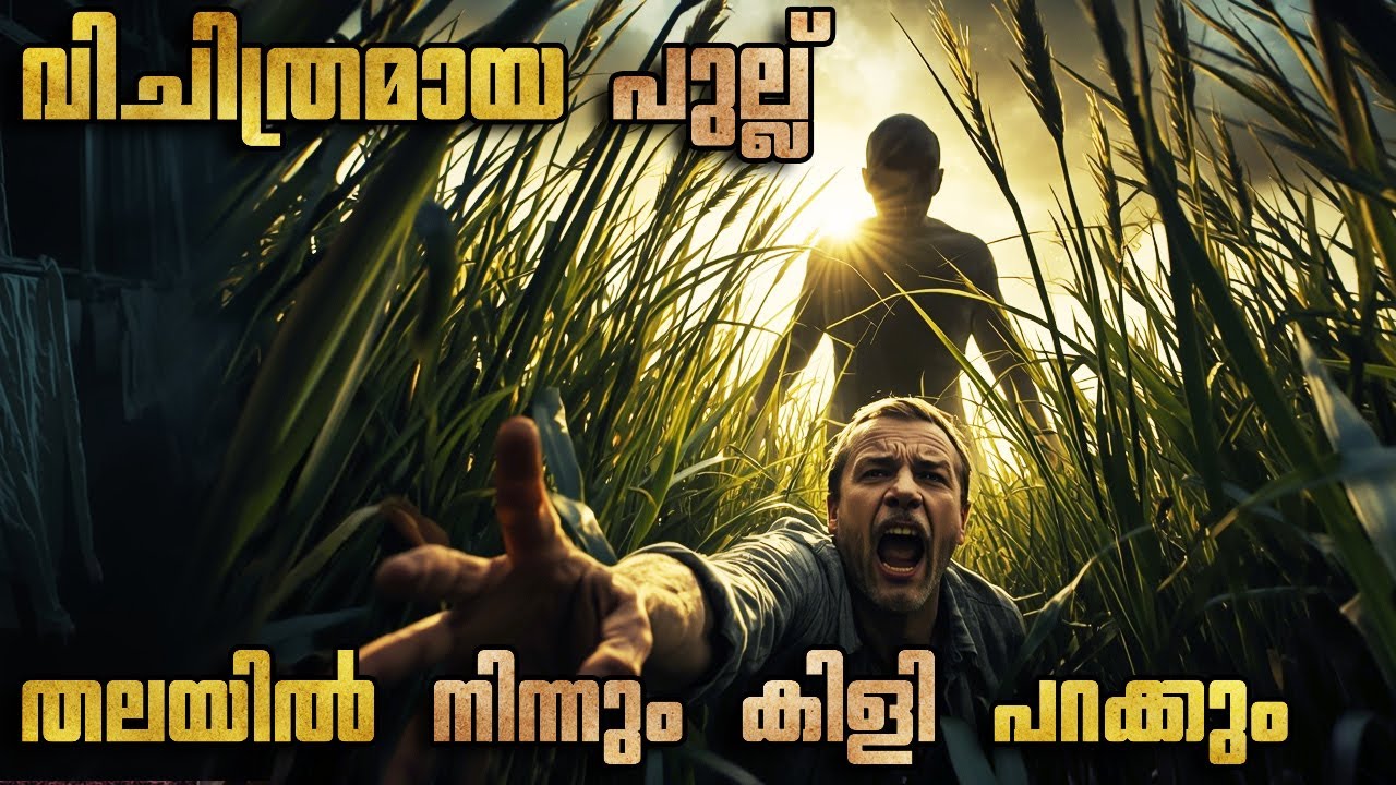വിചിത്രമായ പുല്ല് തലയിൽ നിന്നും കിളി പറക്കും