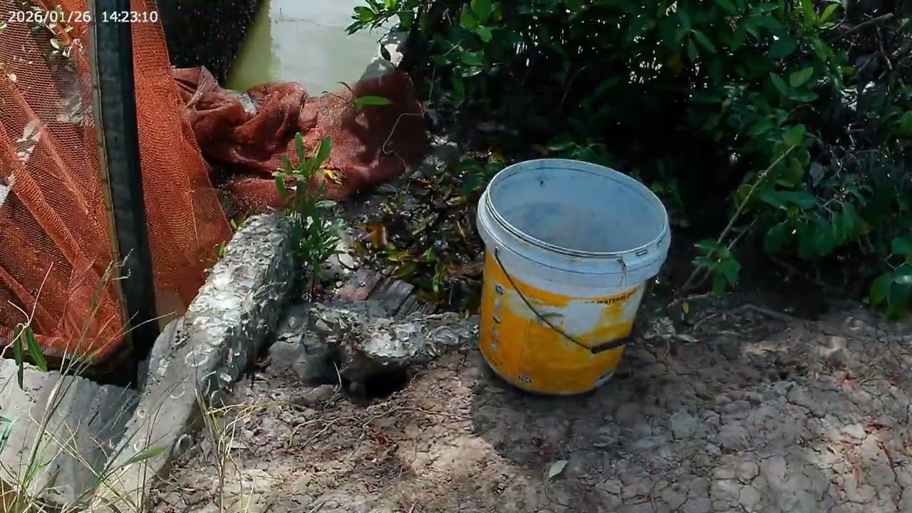 Cùng Theo Mình Đi Săn Bắt Các Loại Mà Quê Cà Mau sẵn có nhé.