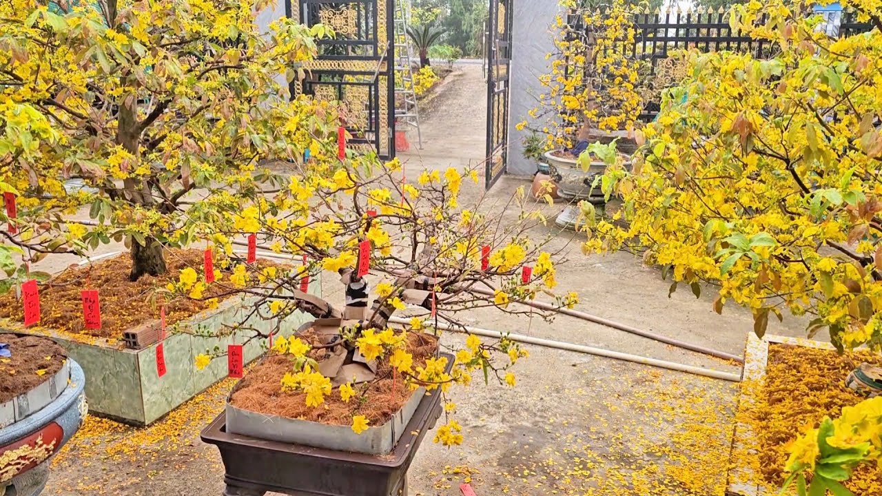 Vườn mai nở rộ vàng rực của ông Ngoại | Kỷ niệm Tết 2026 (mùng 5), hẹn năm sau rực rỡ hơn