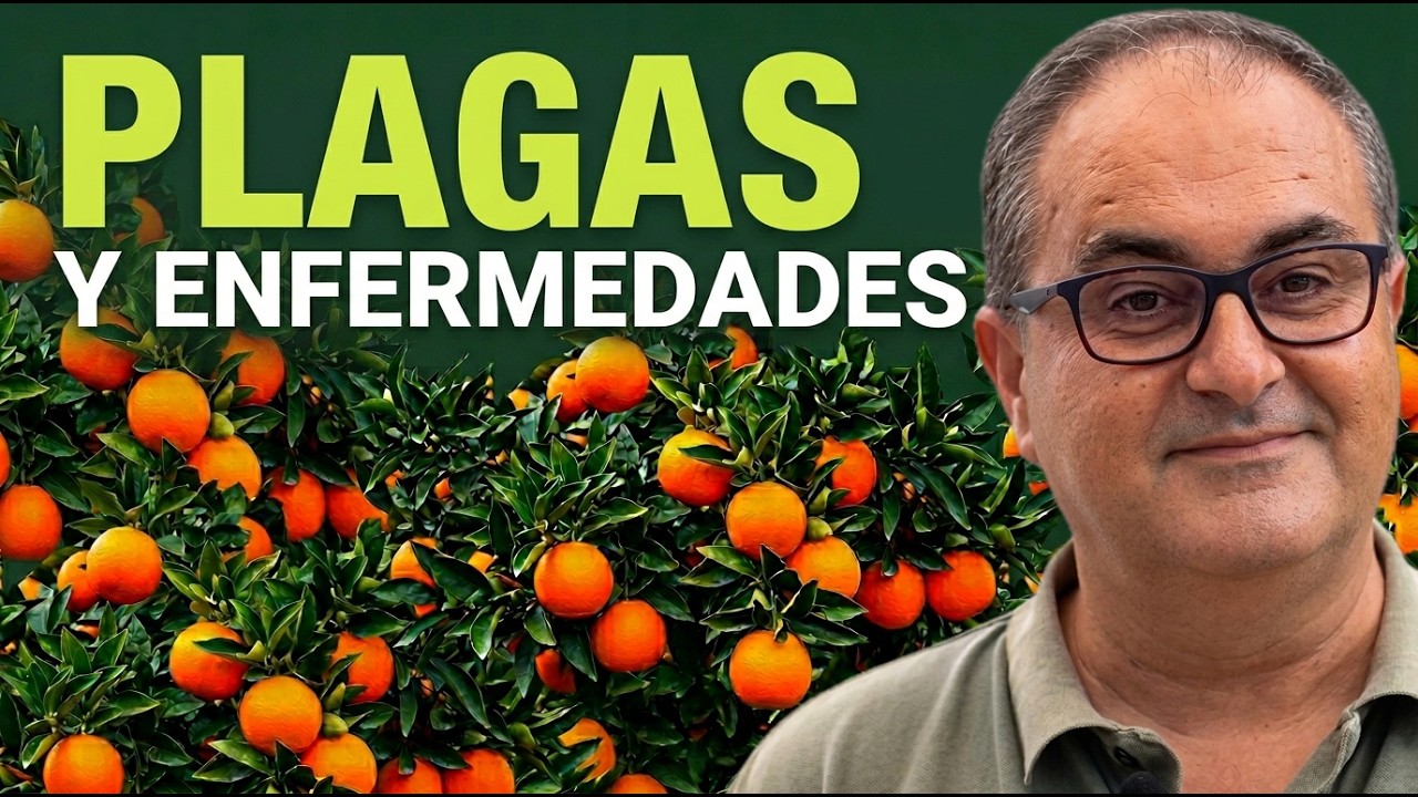 Plagas y Enfermedades en Naranjo Ecológico y Manejo | Cipri Martínez