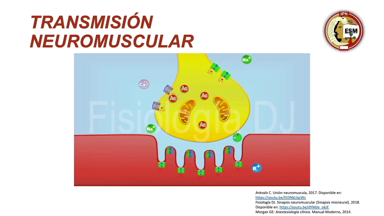 Bloqueadores neuromusculares