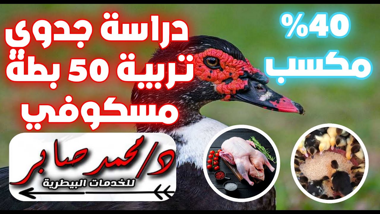 دراسة جدوي حديثة لتربية ٥٠ بطة مسكوفي