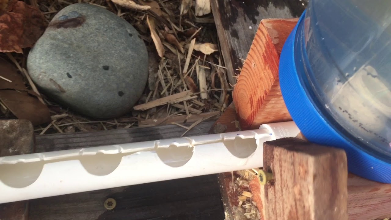 How to Make No Mess Baby Chicks Feeder and Waterer