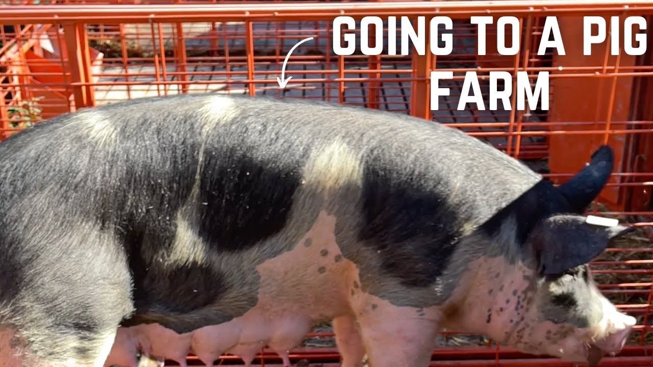 I Bought a Pig (Bachelor Party Pig Pt. 1)