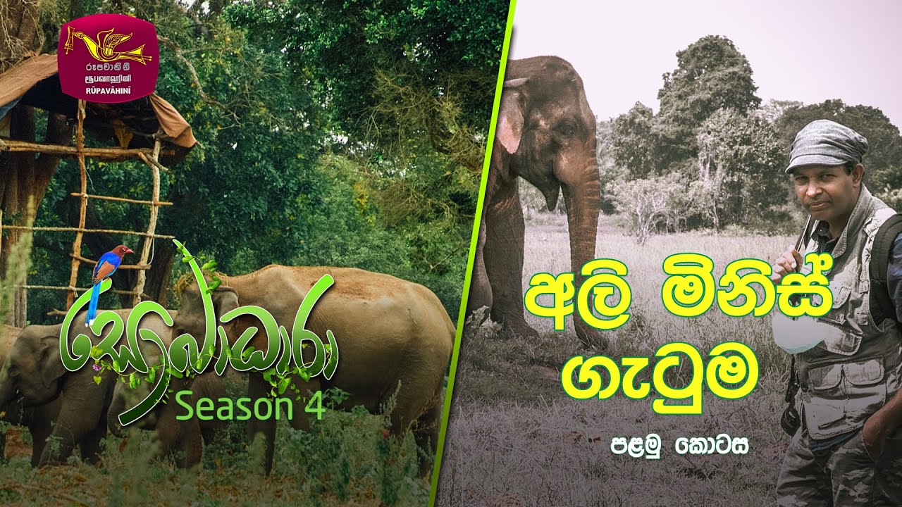 Sobadhara - Sri Lanka Wildlife Documentary | 2021-11-26 | Elephant vs Man  (අලි මිනිස් ගැටුම)