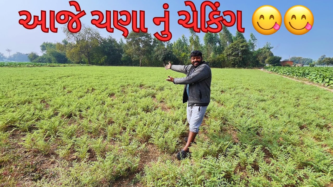  આજે ચણા નું ચેકિંગ 😋🌾 | ફાર્મિંગ વ્લોગ | Gujarati Village Lifestyle | Arun Lifestyle Vlogs 