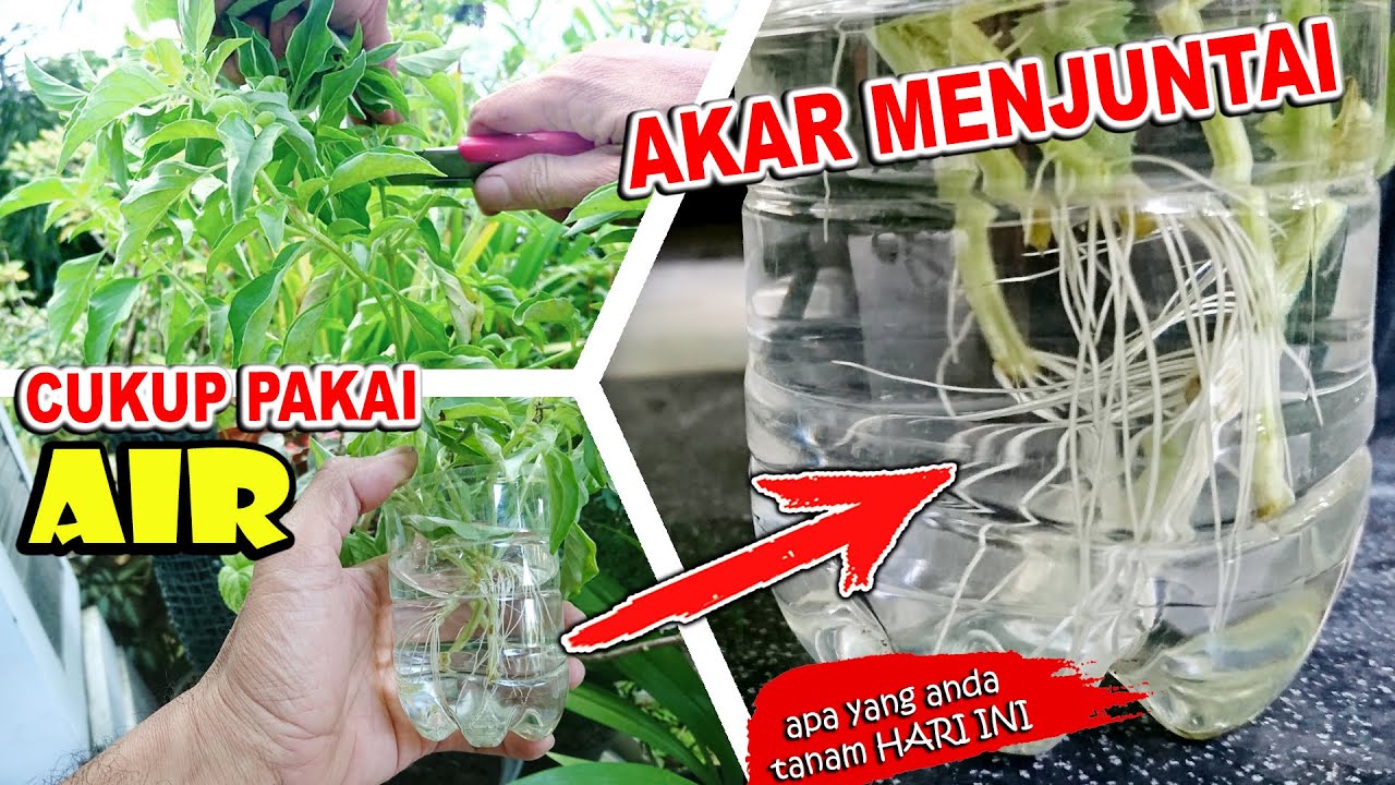 Stek Kemangi Media Air, TERBUKTI Lebih Cepat Tumbuh Akar #GoGreen #156
