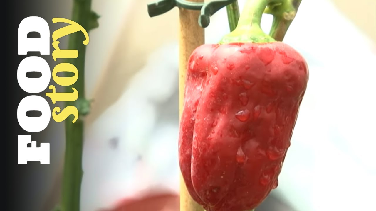Les piments, apprenez à les apprivoiser !