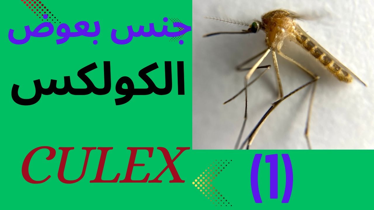 تعرف على البعوض المنزلى كولكس Culex#حشرات #بعوض #mosquito