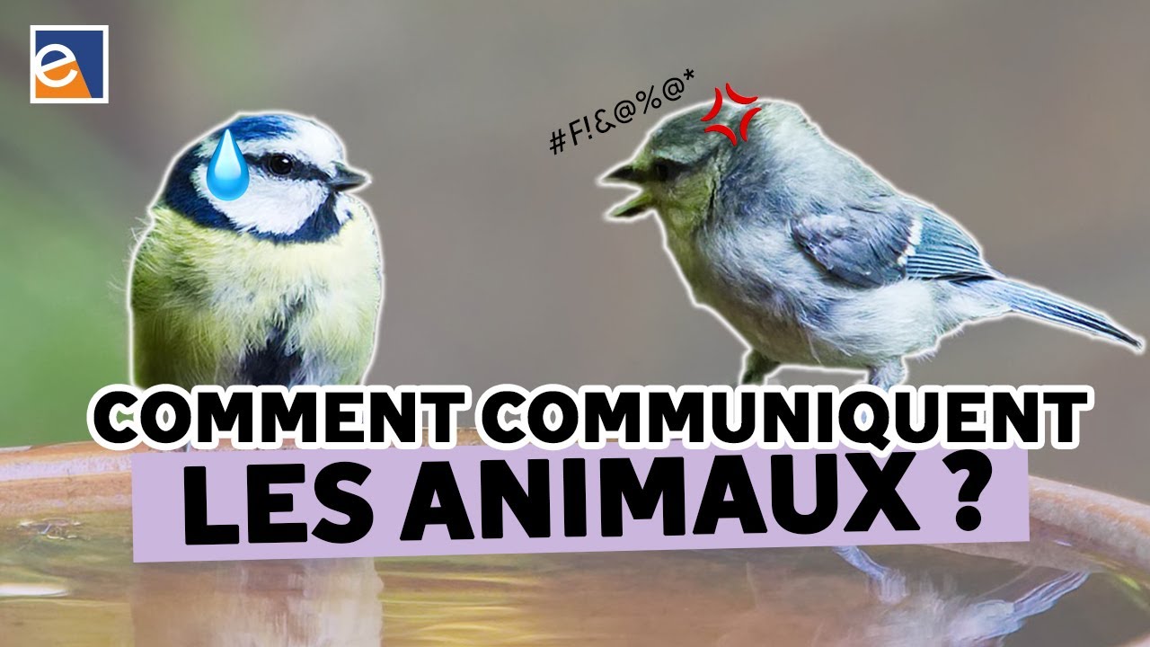 Quand les animaux prennent la parole ! [Alban Lemasson & Maël Leroux]