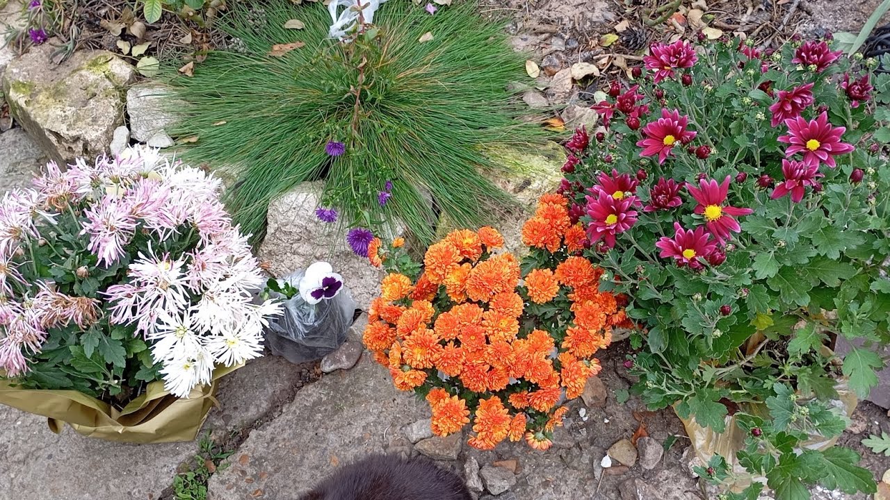З базару🥰😄 Про хризантеми🌸💮🌼🏵️🇺🇦
