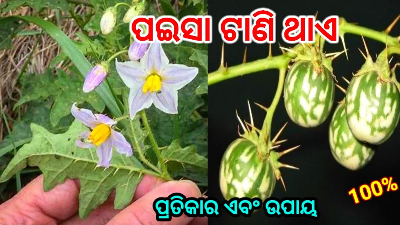 ଯଦି କେଉଁଠାରେ ମିଳିଯାଏ  ଚମତ୍କାରି କଣ୍ଟକାରୀ ଗଛ ତୁରନ୍ତ ଓପାଡ଼ି ନେଇ ଆସନ୍ତୁ/maa laxmi/vastu tips for money