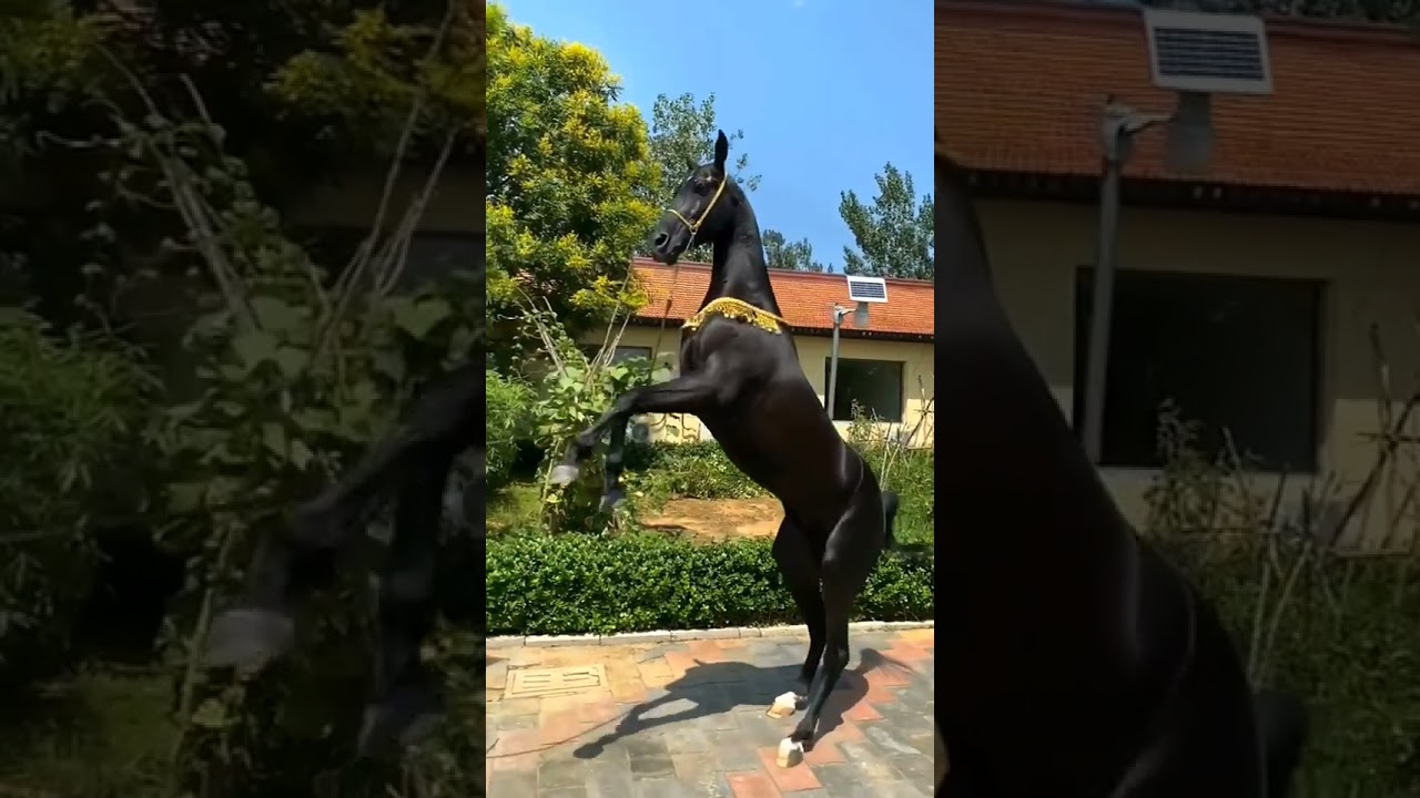 Beautiful Akhal-Teke horse 🥰