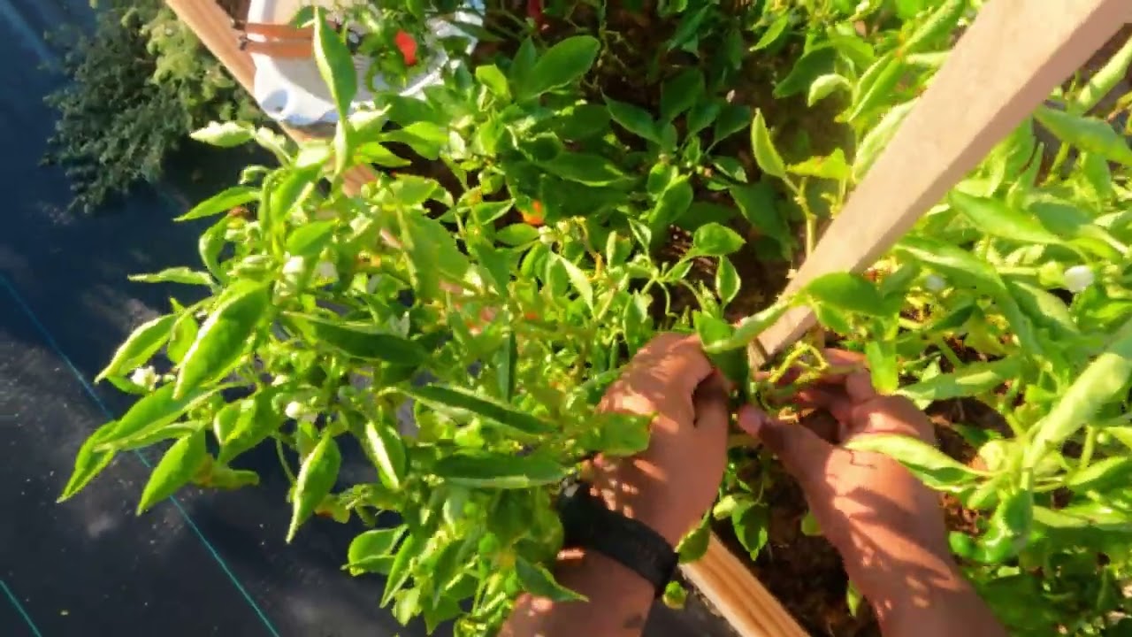 Early Morning Garden Vegetable Harvest