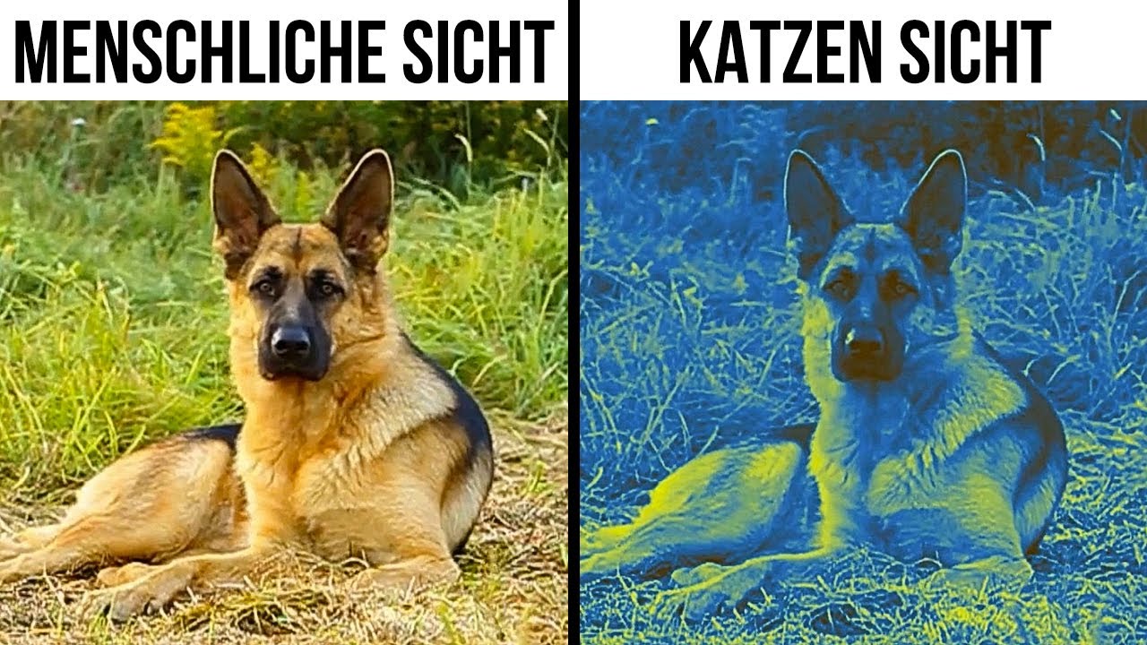 70 seltene Tierfakten, die Sie sagen lassen: 