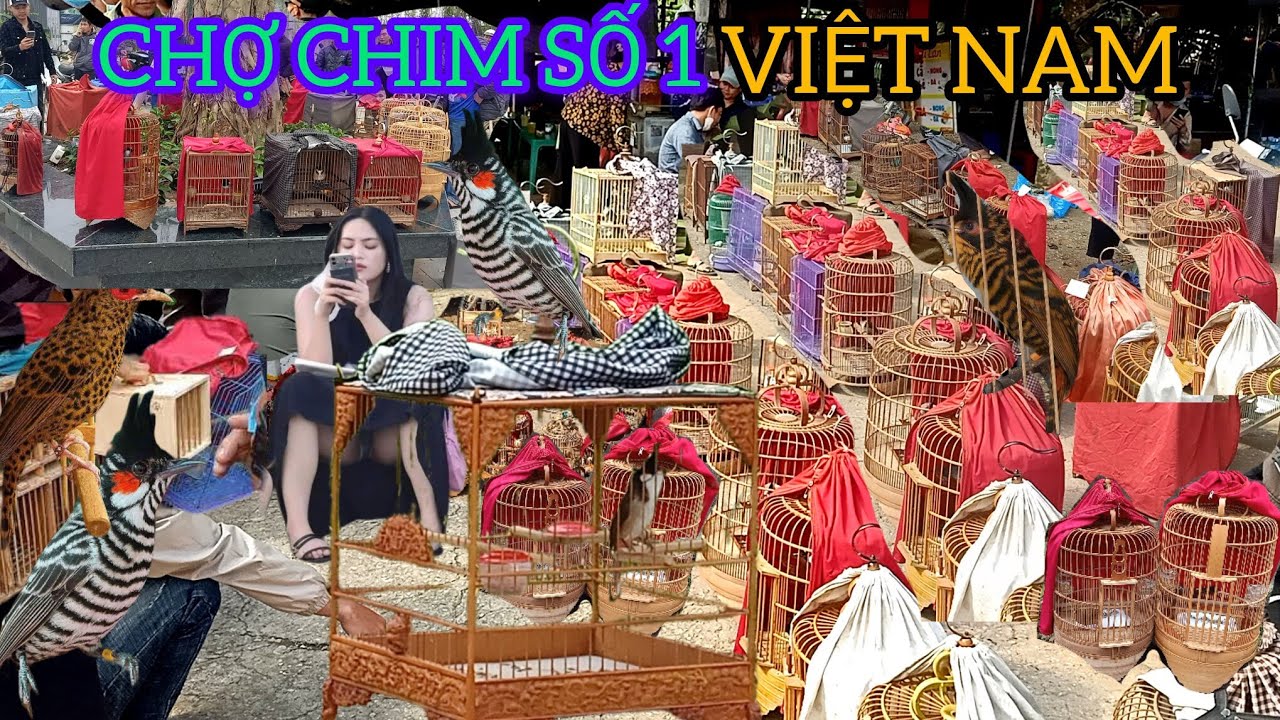 ĐÂY MỚI LÀ CHỢ CHIM CẢNH ĐỈNH CAO NHẤT VIỆT NAM CHIM GÌ CŨNG CÓ 