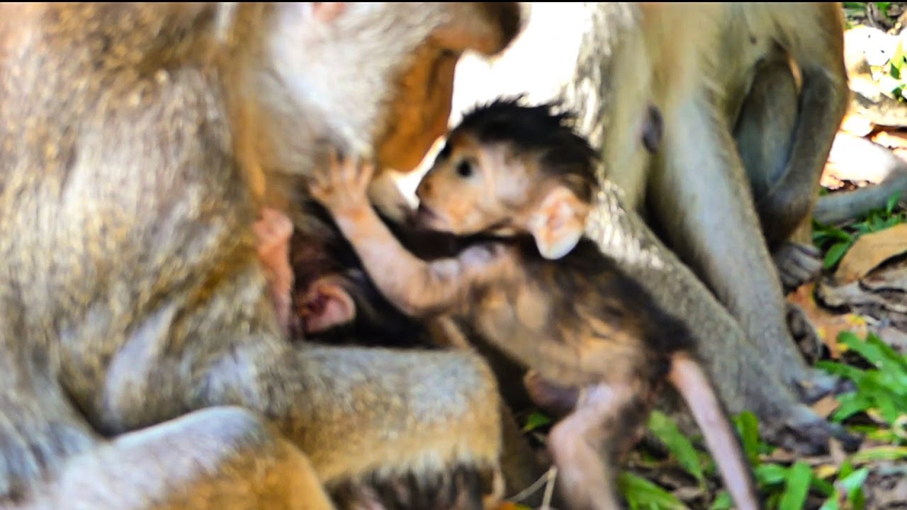 Great evening beautiful lovely baby monkey Sapphire with Naina playful incredible action