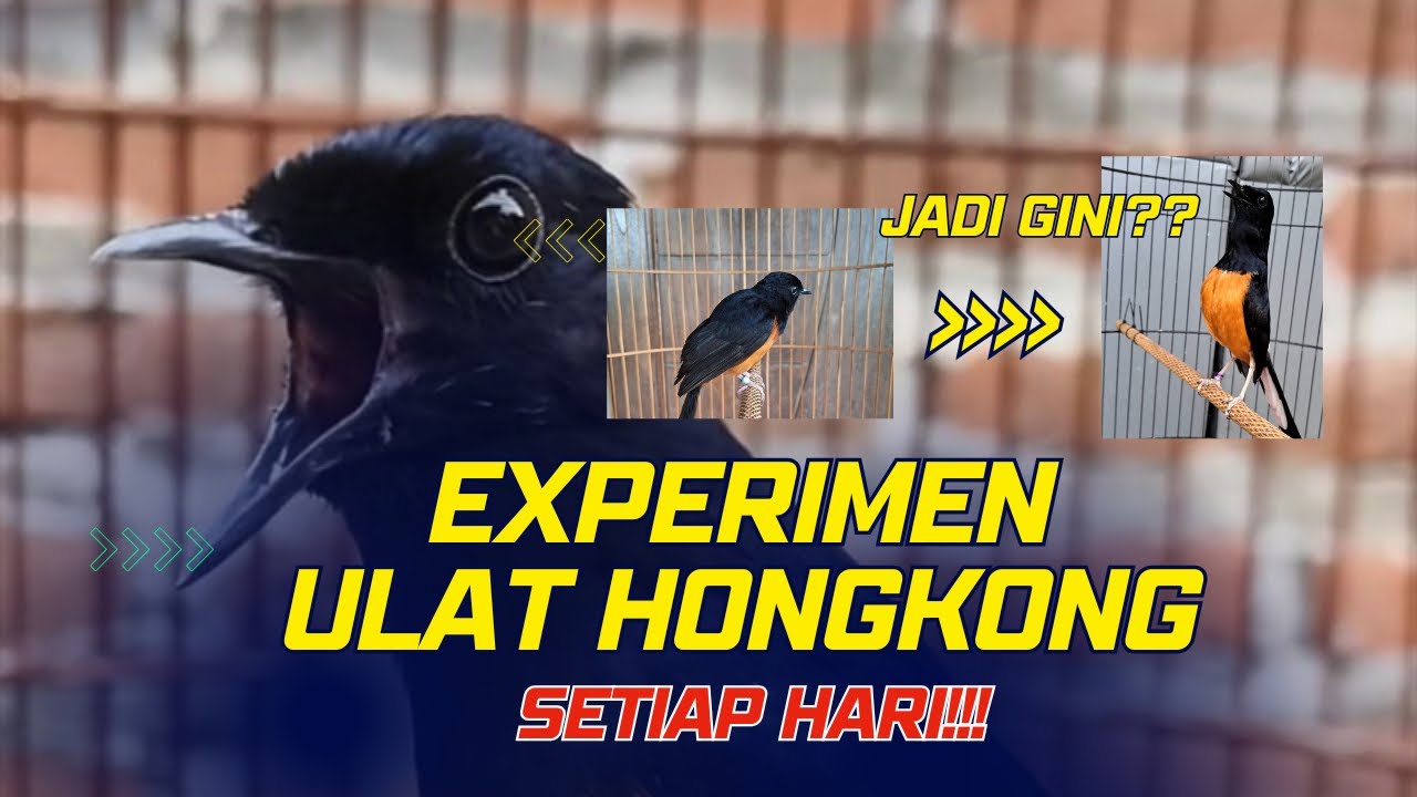 Experimen EF Ulat Hongkong Setiap Hari Untuk Murai Batu | Gimana Hasilnya??
