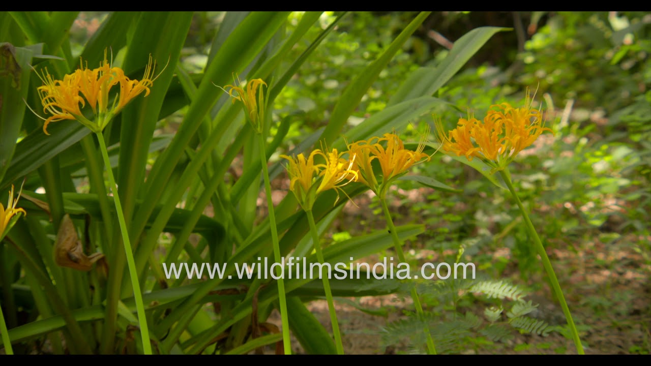Yellow Nerine Lilies flower in a garden in India in autumn