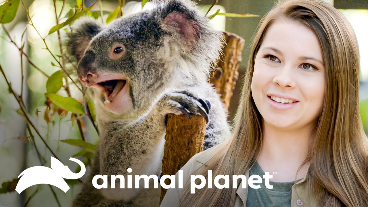 Bindi começa a cuidar da reprodução de coalas no zoo | A Família Irwin | Animal Planet Brasil